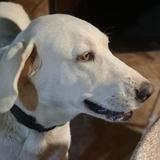 Paloma avatar