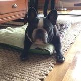 Lola avatar