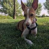 Peque avatar