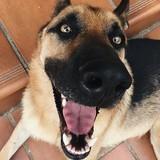Rex avatar