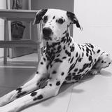 Penny avatar