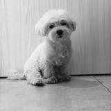 Coco avatar