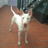Murphy avatar