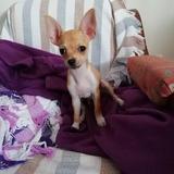 Paolo avatar
