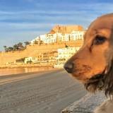Baloo avatar