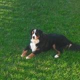 KIRO avatar