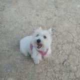 Bombon avatar