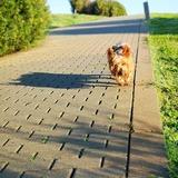 Rufo avatar