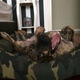 Bagheera avatar