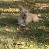 Lola avatar