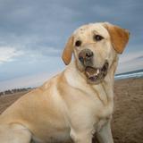 Leo avatar
