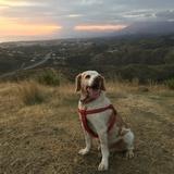 Paco avatar