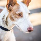 Stella avatar