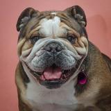 Lilu avatar