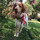 Ares avatar