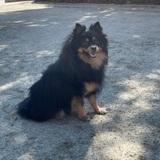 Luca avatar
