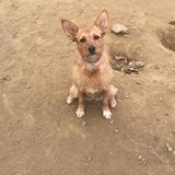 Brownie avatar