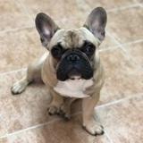 Rocco avatar