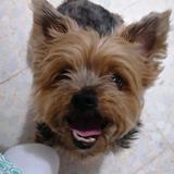 Rumba avatar