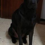 Bruno avatar