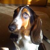Lola avatar