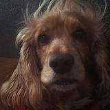 Nadal avatar