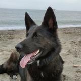 Ada avatar