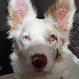 Kira avatar