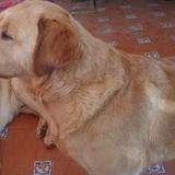 Gordo avatar