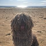 Lola avatar