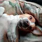 LOLA  avatar