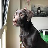 Nala avatar