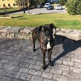 Bruce avatar
