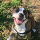 Xena avatar