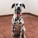 Perla avatar