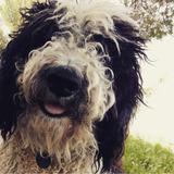 Nelson avatar