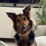 Porthos avatar