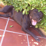 Gina avatar