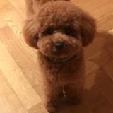Coco avatar
