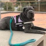 Venus avatar