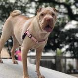 Sofia avatar