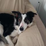 Nala avatar