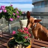 Alfonsina avatar