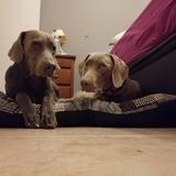 Rocco avatar