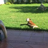 Reina  avatar