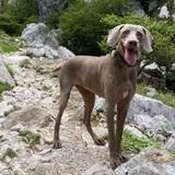 Duca avatar