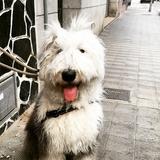 Rufus avatar