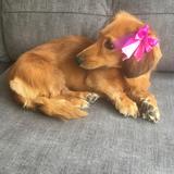 Nellie avatar