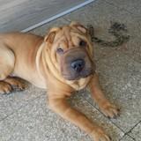 Pongo avatar