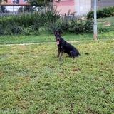 Laika avatar